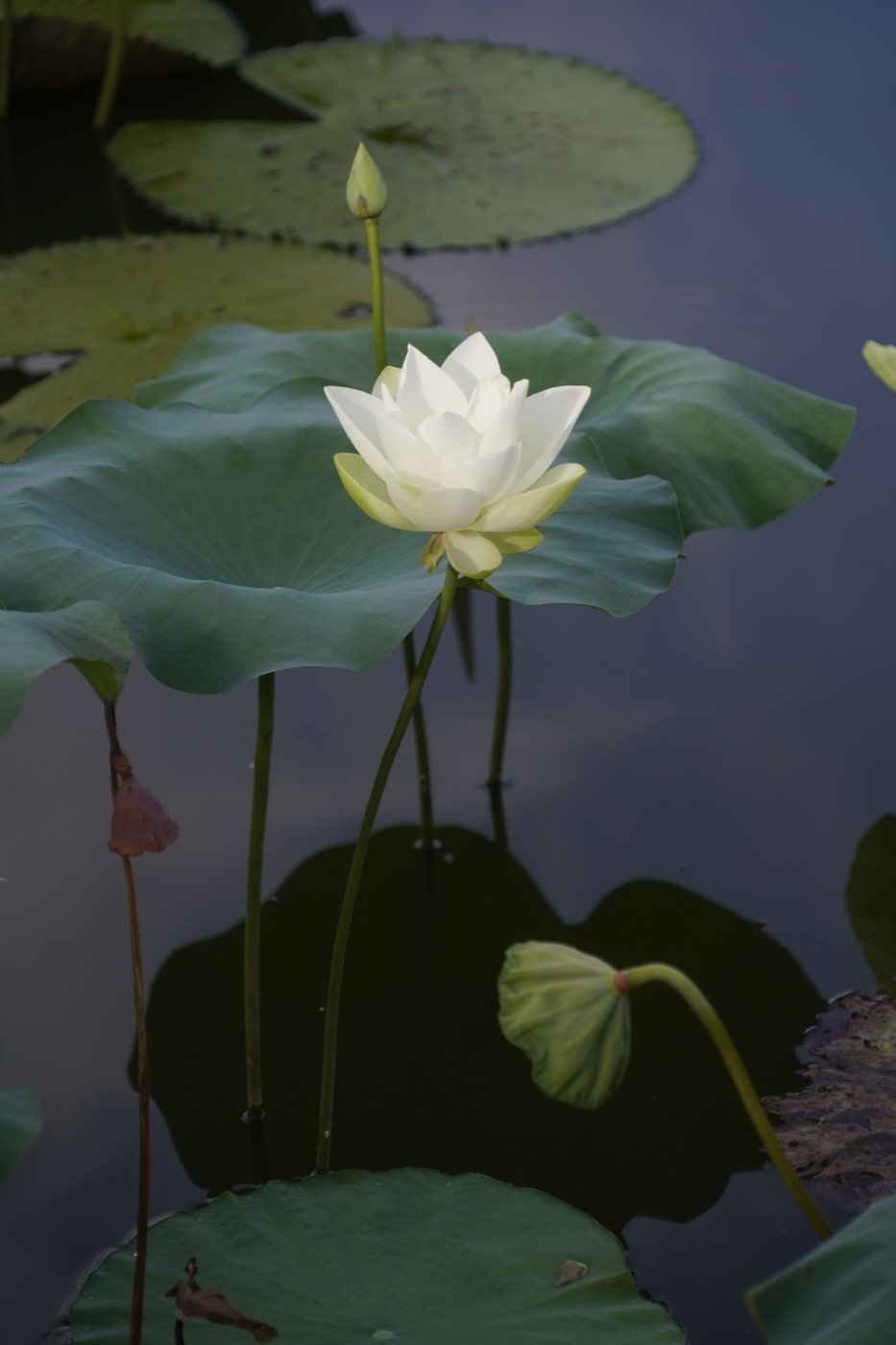 White lotus flower