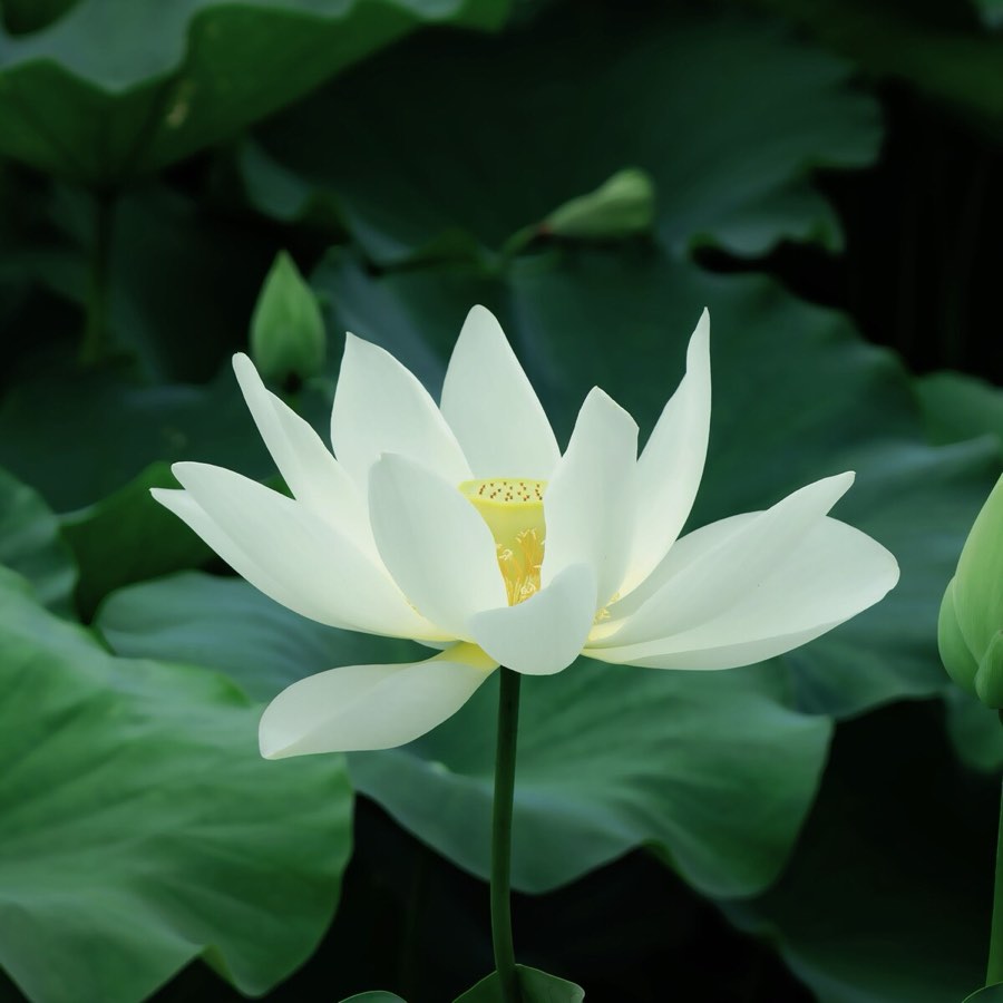 Lotus flower in bloom